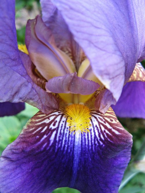 Iris, Violetinė, Iridaceae, Tamsiai Violetinė, Violetinė, Žiedas, Žydėti, Dekoratyvinis Augalas