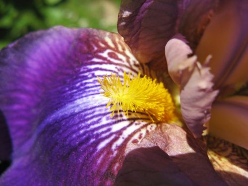 Iris, Violetinė, Iridaceae, Tamsiai Violetinė, Violetinė, Žiedas, Žydėti, Dekoratyvinis Augalas