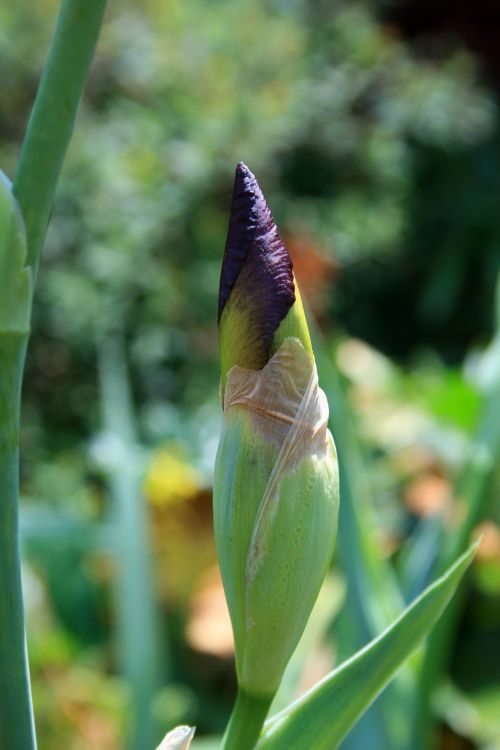 Gėlė,  Budas,  Iris,  Violetinė,  Iris Gėlių Pumpurai