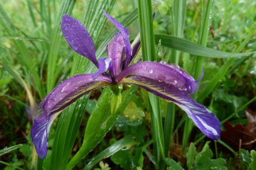 Iris Graminea, Iridaceae, Violetinė, Botanika, Augalas, Gėlė, Mėlynas, Flora, Gamta, Purpurinė Gėlė, Žemes, Chalosas