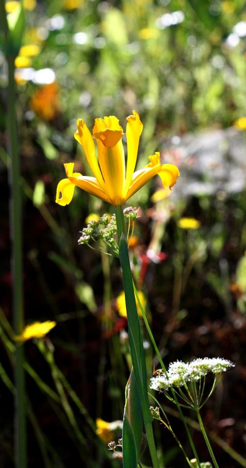 Iris Pseudacorus, Iris, Geltona, Gėlė, Ispanija, Monfrague Parkas, Pavasaris, Wildflower, Žydėti, Žiedas
