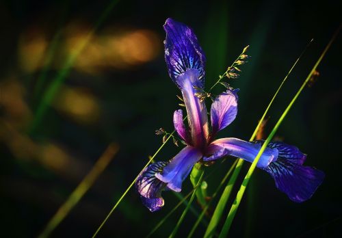 Iris Versicolor, Gėlė, Gamta, Spalvos