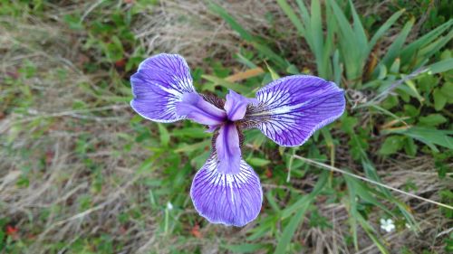 Gėlė,  Mėlynas,  Iris & Nbsp,  Versicolor,  Gamta,  Laukiniai,  Gimtoji,  Mėlyna Iris Gėlė (1)