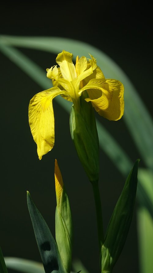 Iris Jauna,  Gėlė,  Pavasaris,  Gamta