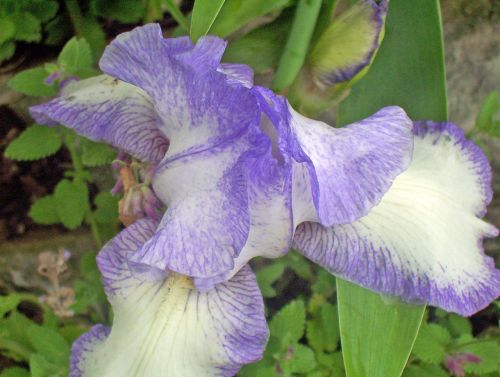 Iris,  Violetinė,  Balta,  Gėlė,  Pavasaris,  Iris
