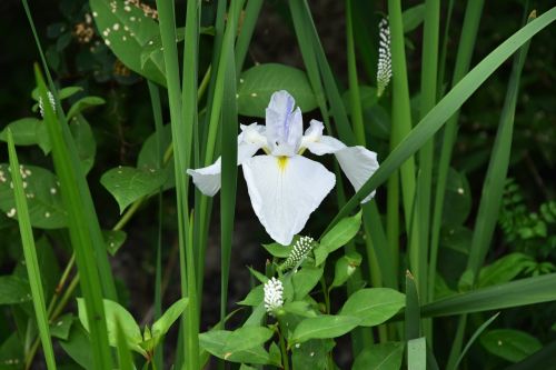 Irisas, Baltos Gėlės, Iris Tipo