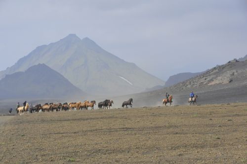 Arkliai,  Arklys,  Raitelis,  Iceland,  Kraštovaizdis,  Vasara,  Gyvūnai,  Islandijos Žirgai