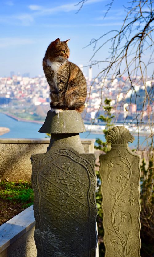 Istanbulas, Eyüp, Pierre Loti, Katė, Kapinės, Portretas, Gyvūnas