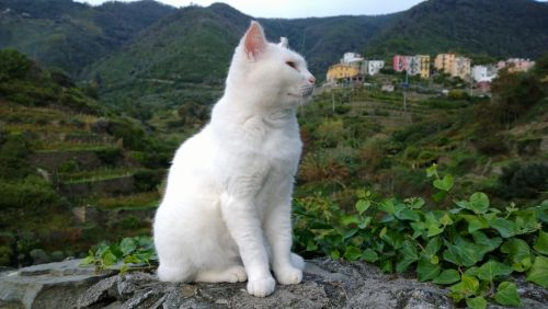 Balta,  Katė,  Cinque & Nbsp,  Terre,  Italy,  Akmuo,  Siena,  Italijos Balta Katė
