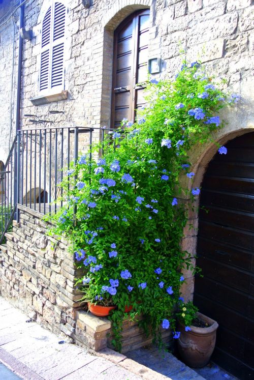 Italy, Gėlės, Šalis, Augalas, Assisi