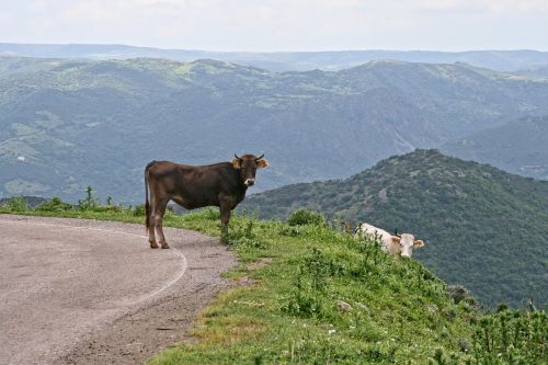 Italy, Sardinija, Ballao, Karvė, Kalnas