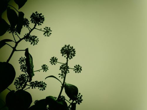 Ivy Augalas, Gamta, Tamsi, Daržovių, Hedera, Hedera Spiralė