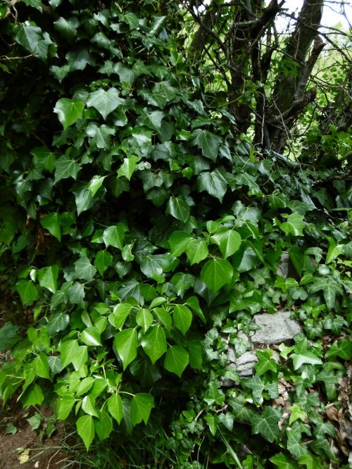 Ivy Gamta, Lapai, Tamsiai Žalia, Žalias