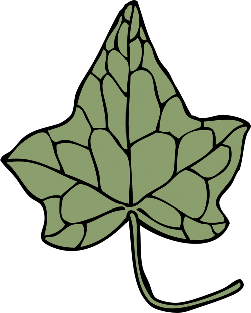 Ivy Lapai, Flora, Botanika, Gamta, Natūralus, Nemokama Vektorinė Grafika