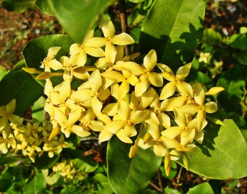 Ixora, Geltona, Gėlė, Karwar, Karnataka, Indija