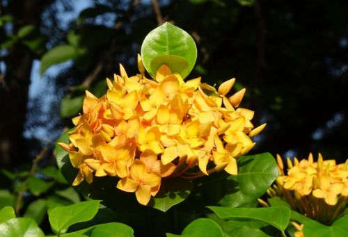 Ixora, Gėlė, Džiunglės Liepsna, Rugmini, Vedchi, Ranganas, Cheti, Ixora Kokcinea, Rubiaceae, Sodas, Žiedas, Gėlių, Augalas, Šviežias, Botanikos, Botanika, Atogrąžų, Krūmas, Bhavnagar, Indija