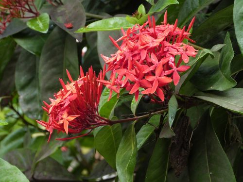 Ixora, Raudona Gėlė, Gėlė, Raudona, Martinique, Egzotiškas, Sala, Tropinės Gėlės, Augalas, Gamta, Botanika, Flora, Atogrąžų, Karibai