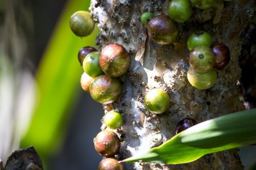 Jabuticaba, Gamta, Grožis, Sodas, Pavasaris, Gražus, Gėlė, Augalas, Botanika, Apdaila, Augalai, Dekoratyvinis, Aplinka, Kvepalai, Egzotiškas, Dekoratyvinė Gėlė, Botanistas, Sodininkystė, Augmenija, Lapai, Vaisiai, Skraidantis, Maistas, Jabuticabeira