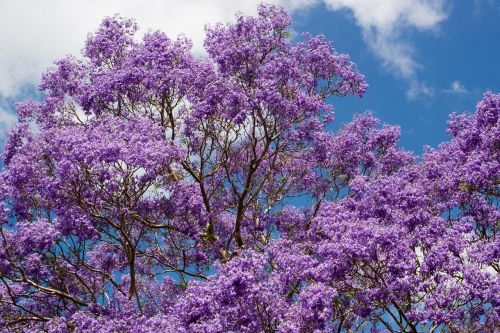 Jacaranda, Medis, Gėlės, Australia, Graži, Vasara