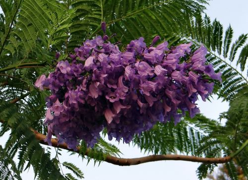 Jacaranda Mimosifolia, Gėlės, Jacaranda, Mėlyna Jacaranda, Juoda Poui, Paparčio Medis, Kittur, Indija