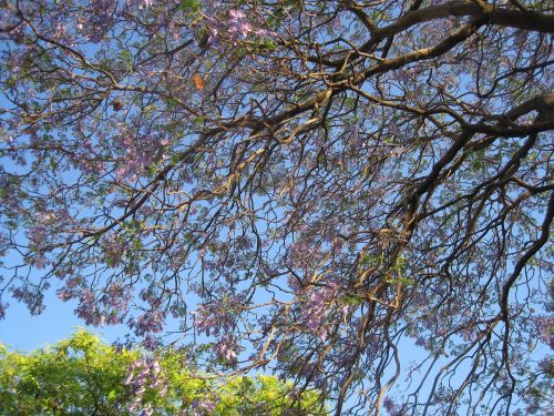Medis,  Jacaranda,  Žiedlapiai,  Violetinė,  Žydėti Jacaranda Medis