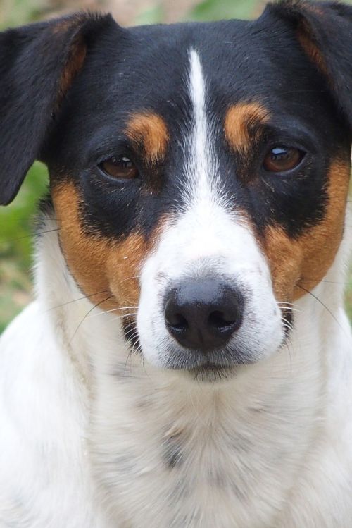 Jack Russell Terrier, Gyvūnų Portretas, Mažas Šuo, Šuo, Naminis Gyvūnėlis