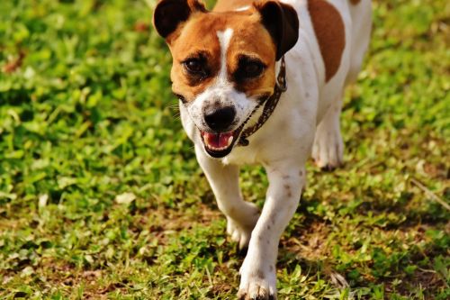 Jack Russell, Terjeras, Žaisti, Pieva, Lenktynės, Šuo, Gyvūnas, Naminis Gyvūnėlis, Snukis, Mielas, Saldus, Brangioji