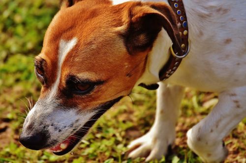 Jack Russell, Terjeras, Žaisti, Pieva, Lenktynės, Šuo, Gyvūnas, Naminis Gyvūnėlis, Snukis, Mielas, Saldus, Brangioji