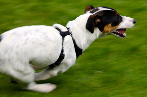 Jack Russell Terrier, Šuo, Bėgimo Šuo, Terjeras