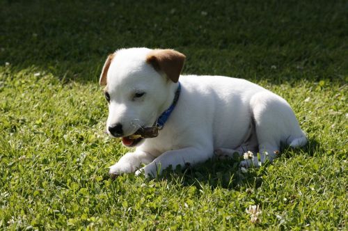 Jack Russell Terrier, Šuniukas Šuo, Siaura, Augintiniai, Žolė