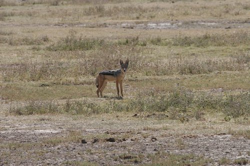 Jackal,  Safari,  Afrikoje,  Kenija,  Laukinių,  Žinduolis,  Gyvūnijos,  Šuo,  Mėsėdis,  Predator,  Ausys,  Klausos,  Pobūdį,  Hunter,  Dykuma