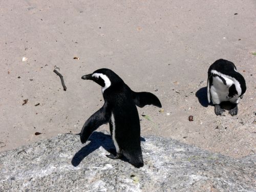 Pingvinas,  Šukos,  Simonas & Nbsp,  Miestas,  Pietų Afrika,  Laukinė Gamta,  Šunų Pingvinas