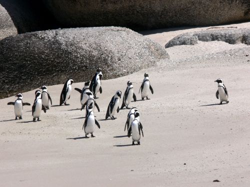 Pingvinas,  Šukos,  Papludimys,  Smėlis,  Laukinė Gamta,  Pietų Afrika,  Šunų Pingvinai