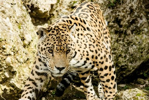 Jaguar, Katė, Didelė Katė, Wildcat, Zoologijos Sodas, Tiergarten, Pavojingas, Medžioklė, Medžiotojas, Plėšrūnas