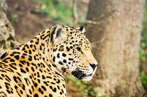 Jaguar, Didelė Katė, Katė, Pavojingas, Dėmės, Zoologijos Sodas, Tiergarten, Kačių Portretas, Medžiotojas, Plėšrūnas