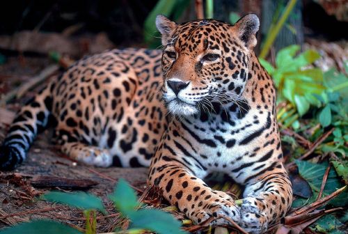 Jaguar, Didelė Katė, Mėsėdis, Kačių, Poilsio, Portretas, Kailis, Medžiotojas, Žinduolis, Plėšrūnas, Pastebėtas, Žiūri, Laukinė Gamta, Gamta, Panthera Onca