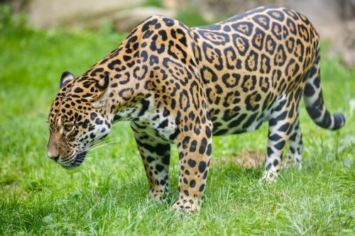 Amazon,  Gyvūnas,  Didelis,  Katė,  Nykstantis,  Medžiotojas,  Jaguar,  Žinduolis,  Panthera,  Plėšrūnas,  Laukiniai,  Laukinė Gamta,  Jaguar