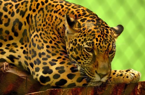 Jaguar, Didelė Katė, Mėsėdis, Kačių, Poilsio, Portretas, Kailis, Medžiotojas, Žinduolis, Plėšrūnas, Pastebėtas, Žiūri, Laukinė Gamta, Gamta, Panthera Onca