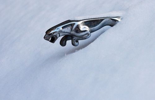 Jaguar, Sniegas, Žiema