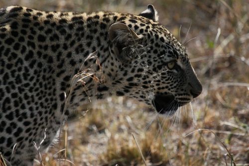 Jaguar, Tanzanija, Didelė Katė, Kačių, Mėsėdis, Kailis, Žinduolis, Plėšrūnas, Afrika, Pietų Afrika, Laukiniai, Gamta, Laukinė Gamta, Gyvūnai, Safari, Gyvūnas, Serengeti, Savanna, Gamtos Serengetis