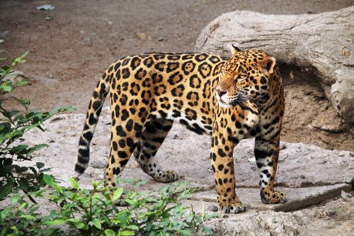 Jaguar, Gyvūnas, Zoologijos Sodas, Gamta, Kačių