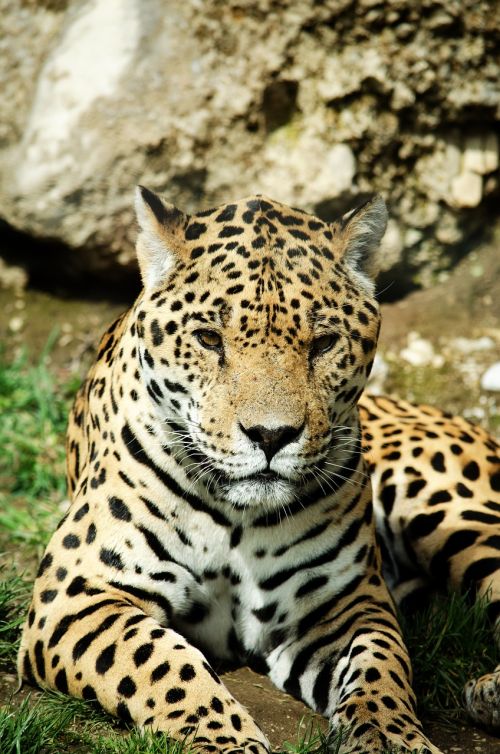 Jaguar, Katė, Didelė Katė, Wildcat, Plėšrūnas, Zoologijos Sodas, Tiergarten