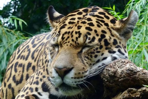 Jaguar, Laukinis Gyvūnas, Zoologijos Sodas, Uždaryti, Katė
