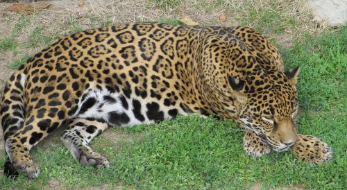 Jaguar, Didelė Katė, Kačių, Žinduolis, Plėšrūnas, Mėsėdis, Laukinė Gamta, Panthera Onca, Šalia Grasinamos, Medžiotojas, Nelaisvė, Poilsio, Miega, Portretas, Gamta