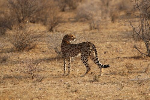 Jaguar, Afrika, Gamta