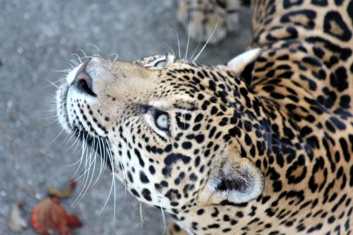 Jaguar, Laukinis Katinas, Grobuoniškas Katinas, Plėšrūnas, Žvėrys, Grobio Žvėris, Vaizdas, Zoologijos Sodas, Gyvūnas, Iš Arti, Galva