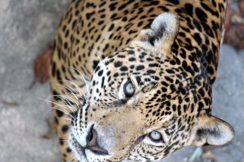Jaguar, Panthera Onca, Grobuoniškas Katinas, Laukinis Katinas, Grobio Žvėris, Plėšrūnas, Zoologijos Sodas, Gyvūnas, Snukis, Vaizdas, Žvėrys, Galva, Iš Arti, Akys
