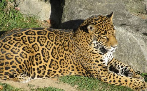Jaguar, Didelė Katė, Kačių, Žinduolis, Plėšrūnas, Mėsėdis, Laukinė Gamta, Panthera Onca, Šalia Grasinamos, Medžiotojas, Nelaisvė, Poilsio, Portretas, Gamta
