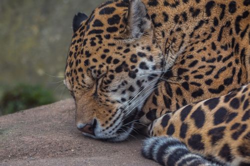 Jaguar, Didelė Katė, Wildcat, Katė, Plėšrūnas, Dėmės, Gamta, Dykuma, Safari, Uždaryti, Miegoti