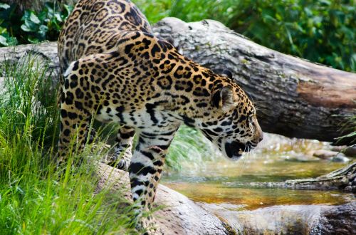 Jaguar, Didelė Katė, Laukinis Gyvūnas, Plėšrūnas, Katė, Gyvūnas, Žinduolis, Laukinė Gamta, Laukiniai, Didelis, Gamta, Pavojingas, Mėsėdis, Medžiotojas, Kailis, Nykstantis, Zoologijos Sodas, Pastebėtas, Džiunglės, Jėga, Medžioti, Žiūri